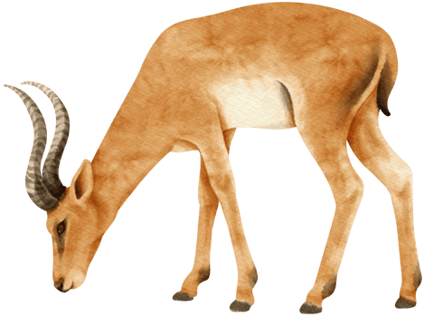 Gazelle savanna animals watercolor illustration png