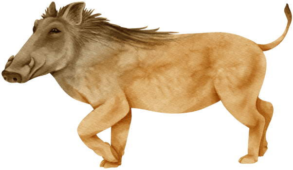 Warthog savanna animals watercolor illustration png