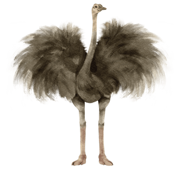 Ostrich savanna animals watercolor illustration png