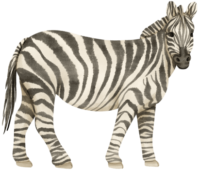 Zebra wildlife animals watercolor illustration png