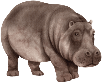 Hippopotamus wildlife animals watercolor illustration png