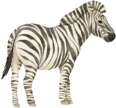 Zebra wildlife animals watercolor illustration png