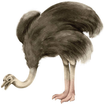 Ostrich savanna animals watercolor illustration png