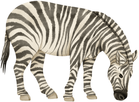 Zebra wildlife animals watercolor illustration png