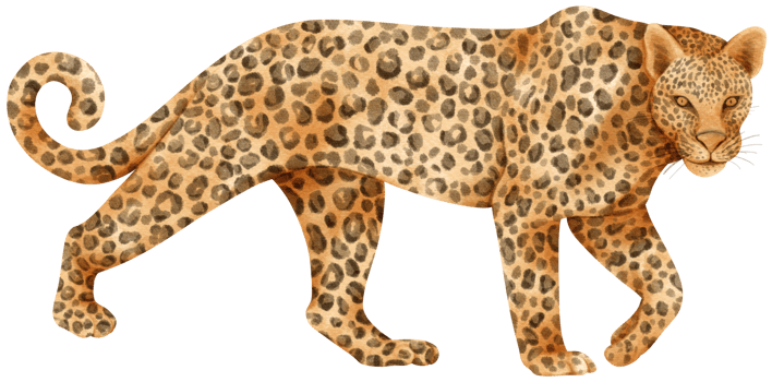 Leopard wildlife animals watercolor illustration png