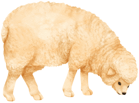 Sheep watercolor farm animals png