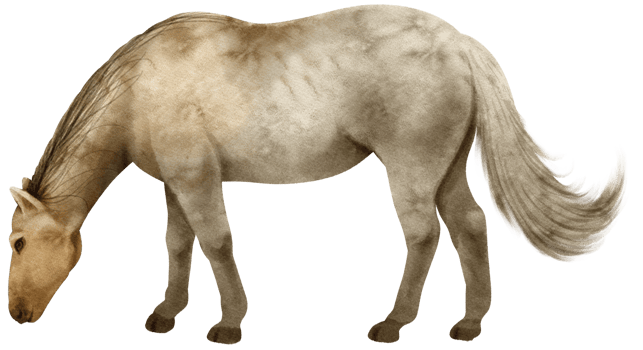 Horse watercolor illustration png