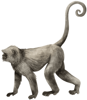 Wild monkey Watercolor illustration png