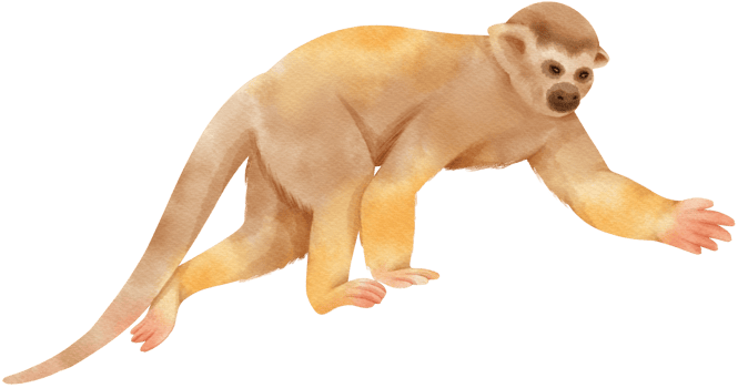 squirrel monkey wildlife Watercolor illustration png
