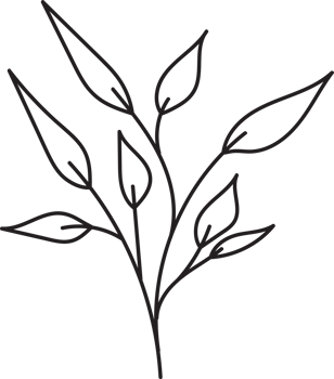 Handdrawn floral lineart, Leaves element illustration for design png