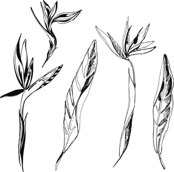 Hand drawn set with strelizia flower isolated on white vector