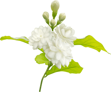 Jasmine flower and leaf, symbol of Mothers day in thailand png