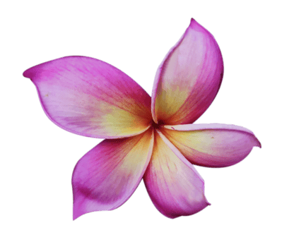 frangipani flowers, Frangipani, Pagoda tree or Temple tree on natural background. png