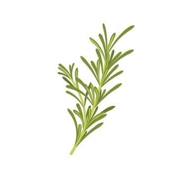 Vector illustration, fresh rosemary, isolated on white background.