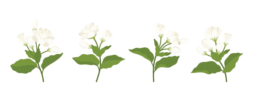 Hand drawn collection of jasmine flower illustration. vector