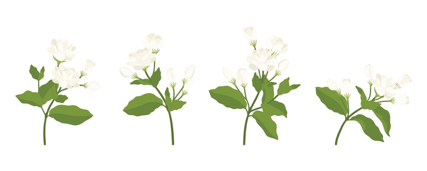 Hand drawn collection of jasmine flower illustration. vector