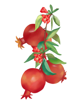 The big branches of red Pomegranate fruit, small flowers and green leaves. Watercolor flat vector, isolate image. png