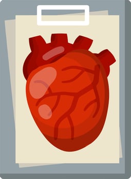 Heart. Human internal organ. vector