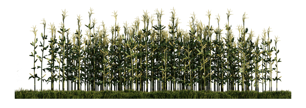 a 3d rendering image of corn on green grasses field png