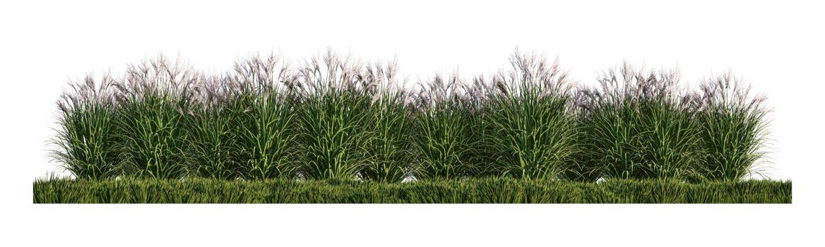 A 3d rendering image of a lot of grass flower on green grass field png