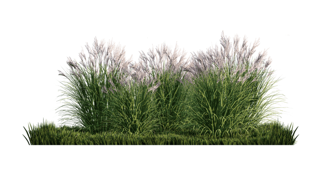 A 3d rendering image of a lot of grass flower on green grass field png
