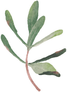 watercolor green Podocarpus polystachy leaf stem elements png