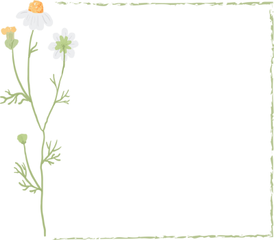 beautiful minimal white chamomile flower square frame png