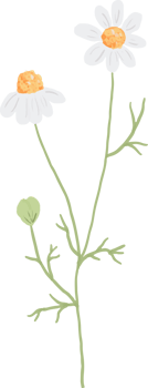 beautiful minimal hand drawn white chamomile flower png