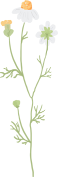 beautiful minimal hand drawn white chamomile flower png