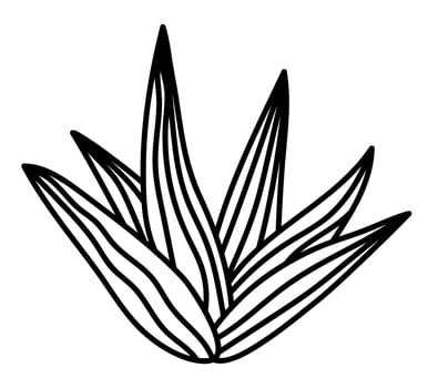 Hand drawn isolated cactus succulent. Vector doodle cactus icon illustration clipart