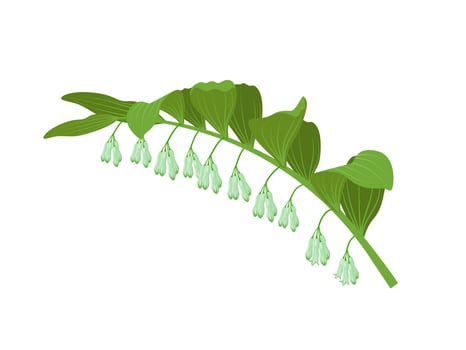 Vector illustration, Solomon's seal plant, scientific name polygonatum odoratum, isolated on a white background.