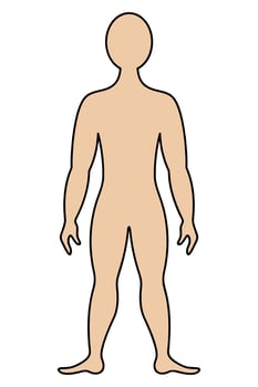 The human body. Color vector illustration. Muscular man in full growth. Unknown person. Isolated background. Cartoon style. Medical theme. Idea for web design
