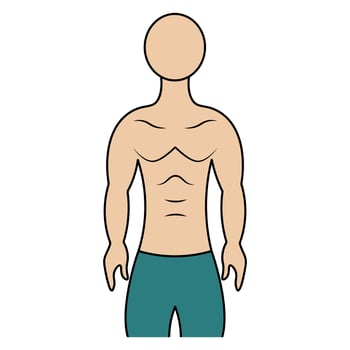 Muscular torso of a man. Color vector illustration. Athletic body of a young man. Unknown person. Isolated background. Cartoon style. Idea for web design