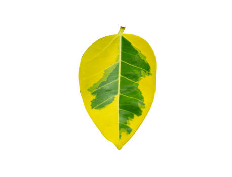 beautiful leaves on transparent background png