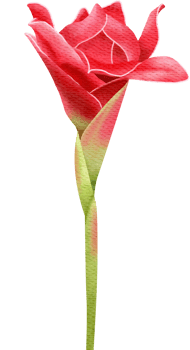 Red Torch Ginger Flower png