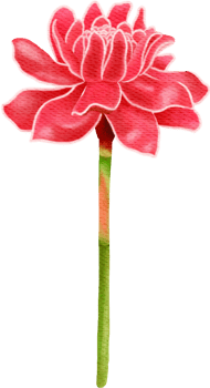 Blooming Red Torch Ginger Flower png