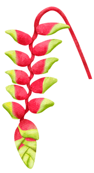Heliconia Watercolor Style png