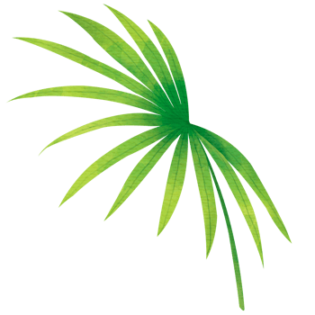 Green Little Palm Leaf png