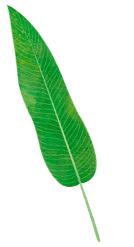 Tropical Long Green Leaf png