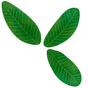 Green Leaves Watercolor png