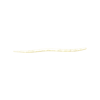 Gold Glitter Line png