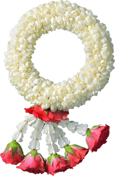 jasmine garland symbol of Mothers day in thailand on white background with clipping path png