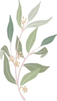 hand drawn organic style seeded eucalyptus leaves branch png