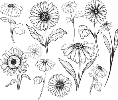 Sunflower line art Sunflower flower vector drawing set. Hand-drawn illustration isolated on white background. Vintage-style botanical sketch.