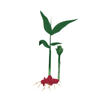 Onion and herbal plant vector