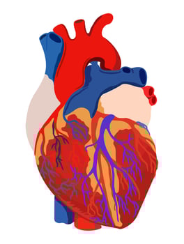 Vector bright illustration of anatomical heart isolated on white background.