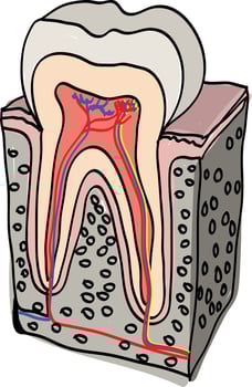 Tooth Anatomy isometric vector illustration