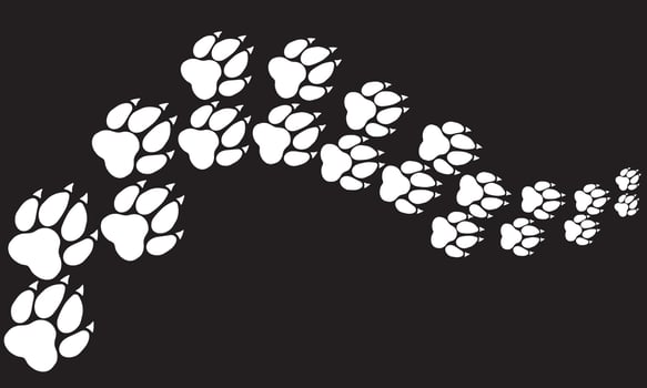 Black and white, trail and path of animal tracks, dogs and wolf walking away vector