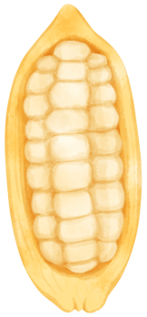 A Half of Cacao Watercolor hand-painted png