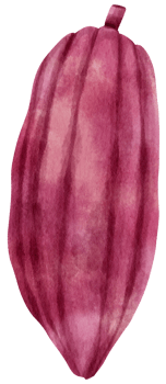 watercolor cacao fruit png